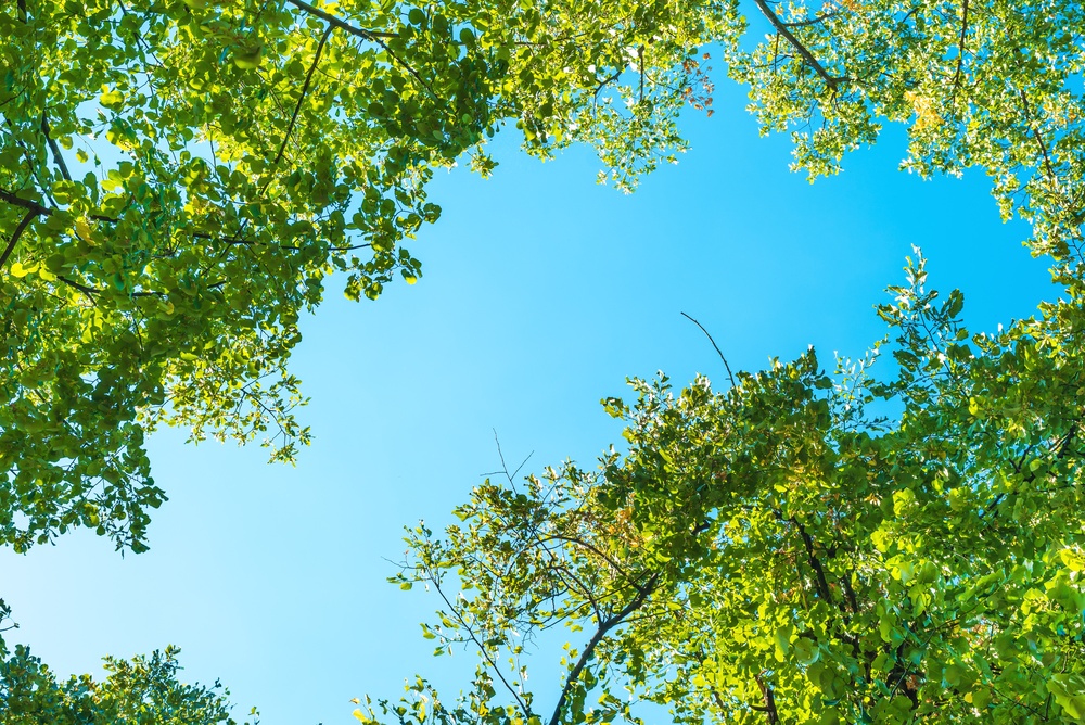 Low,Angle,View,Of,Lush,Green,Treetop,Branches,And,Leaves